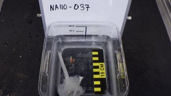 Media type: image;   Invertebrate Zoology 148163 Description: Live specimen.;